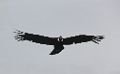 0421-dag-20-152-El Calafate condors